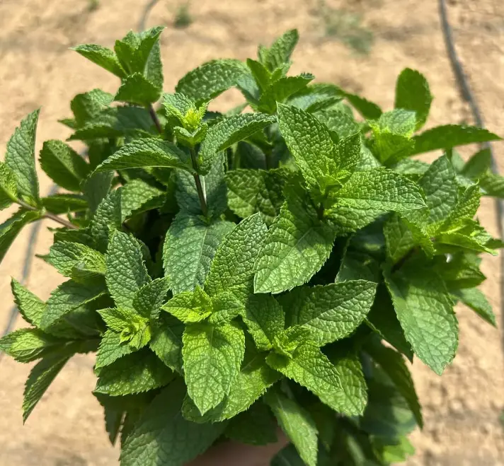 Menta cassetta 1 Kg